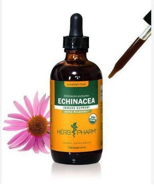 Echinacea Glycerite