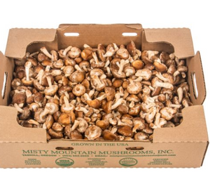 Mushrooms, Shiitake