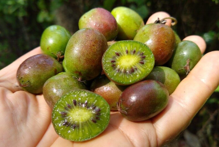 Kiwifruit, Organic