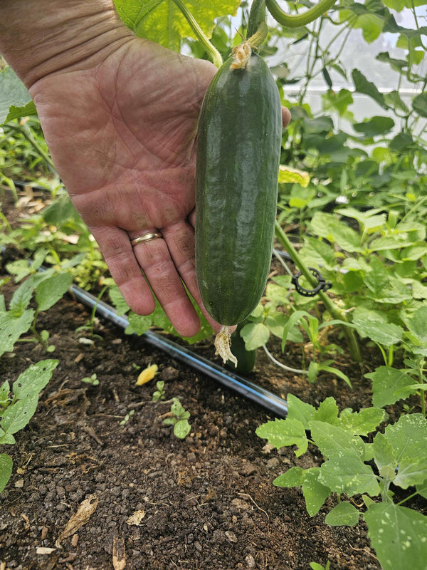 Cucumbers, local